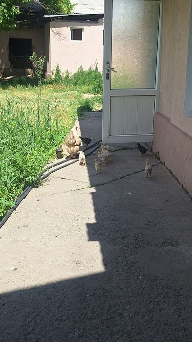таук балапандарымен