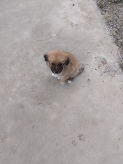 Щенки звонок месечные