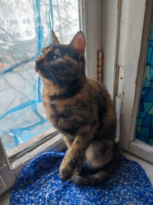 Котенок кошечка  около 5месяцев