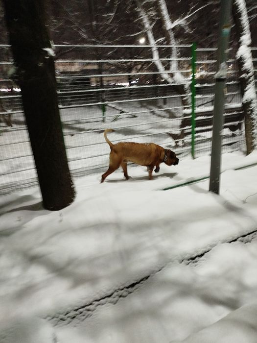 Найдена собака в ошейнике