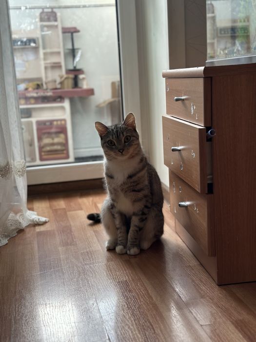 Отдам кота в добрые руки
