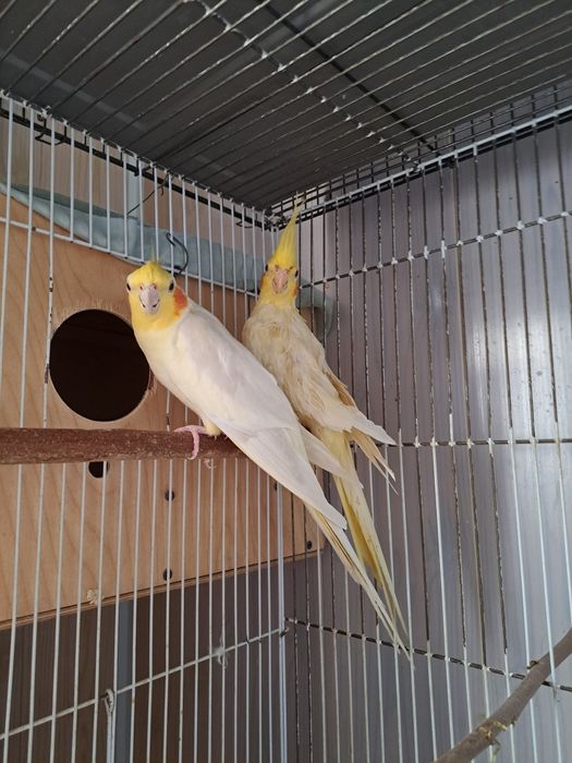 Продам молодую пару корелл ещё потомство не приносили.