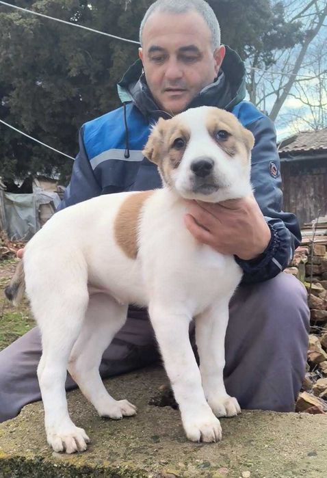 3 месечни алабайчета