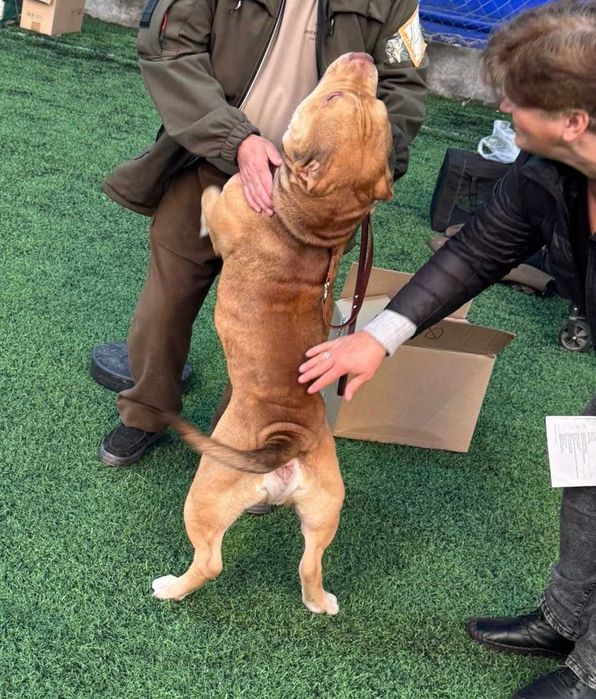 Ищем девочку для Американского булли