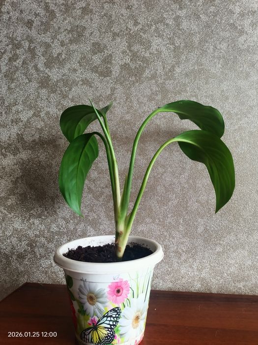 Аглаонема Сильвер бей.