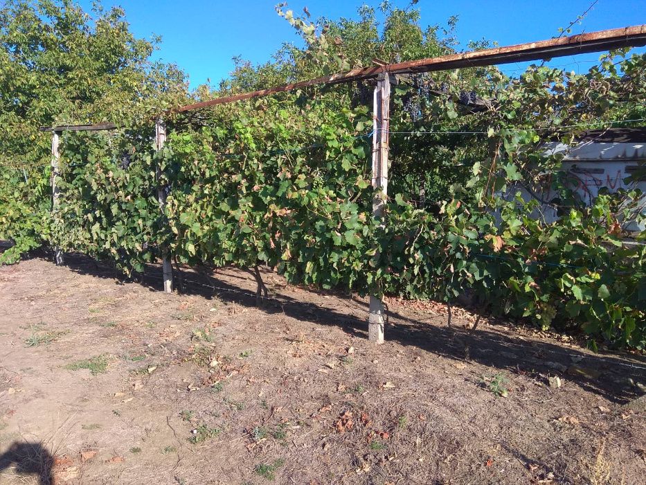 Продава се Земеделски имот в Шумен, Център -  кв.м за 3060 €/дка - Снимка #6