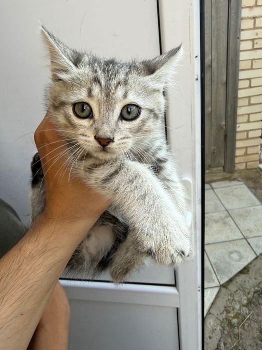 Отдам котят бесплатно