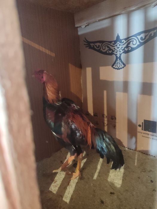 Бойцовые петухи спар есть