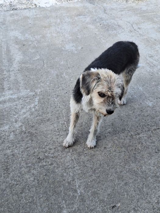 Donez catelusa speriată!