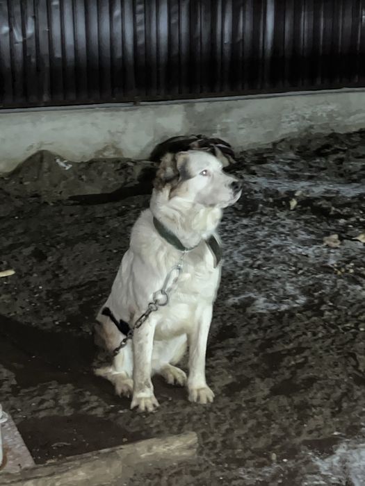 Продаю домашний собака