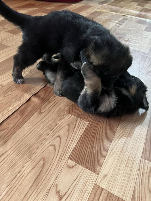 Продавам малки кученца