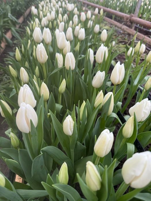 Цветы тюльпаны ОПТОМ и розницу