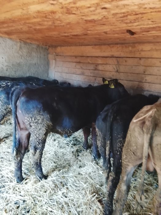5 viței de vânzare!