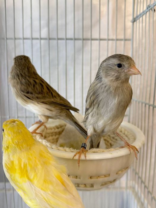 Kanareykalar sotiladi nar moda aralash