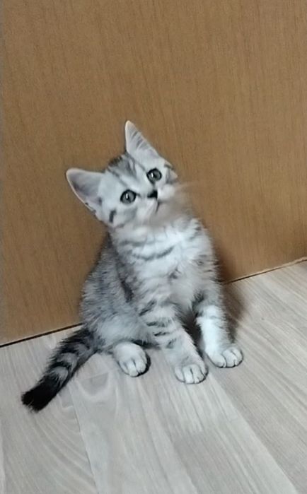 Скоттиш страйт. Котик.