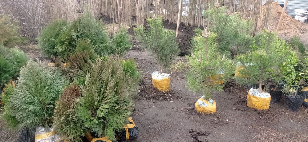 Туя, можжевельник