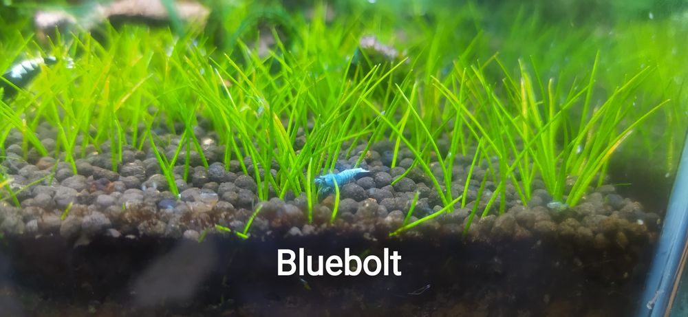 Креветки каридины тайваньские пчёлы (аквариумные)