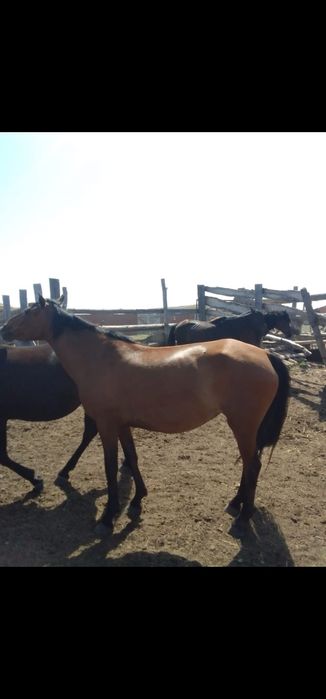 Жылкы сатамын 4 еу