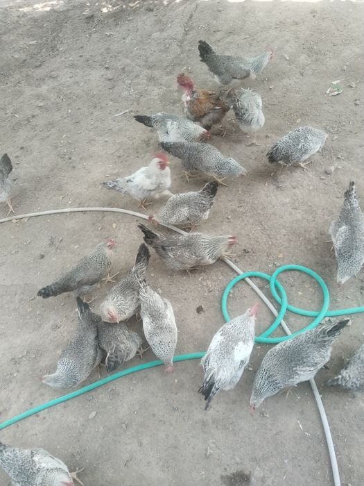 Куры и петухи ааа