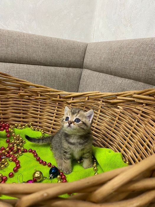 Продам шатланских котят