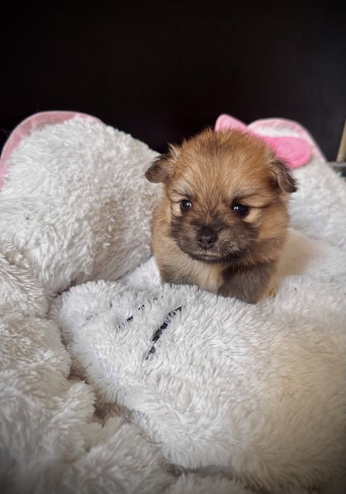 Pui Pomeranian - Rezervare