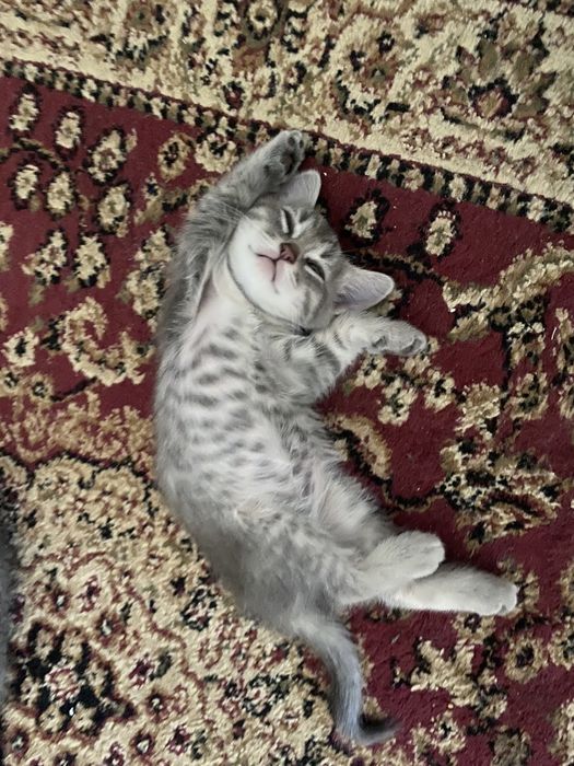 Отдам котенка в хорошие руки