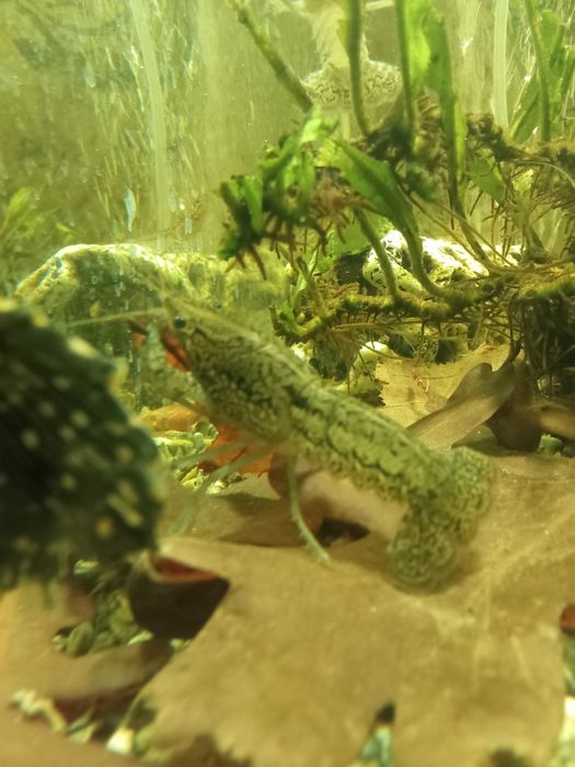 Раки аквариумные