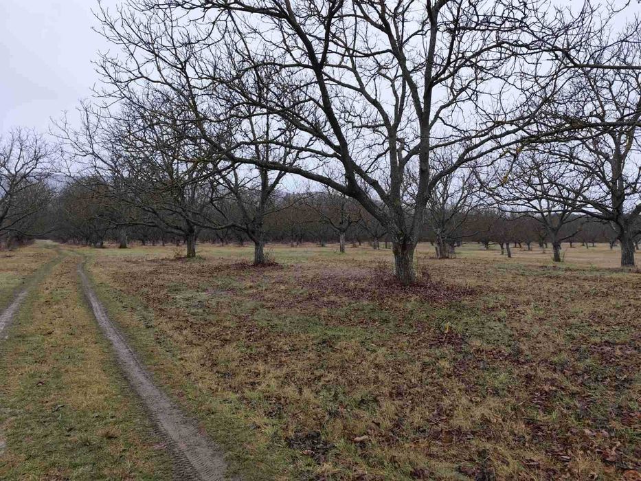 Продава се Земеделски имот в Стара Загора, Център -  кв.м за 3188 €/дка - Снимка #4