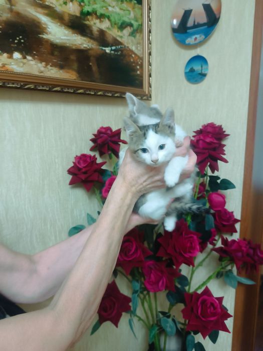 Отдаем котят чистенькие