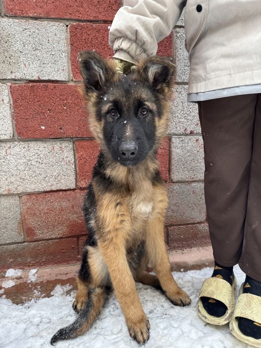 Щенки Немецкой Овчарки