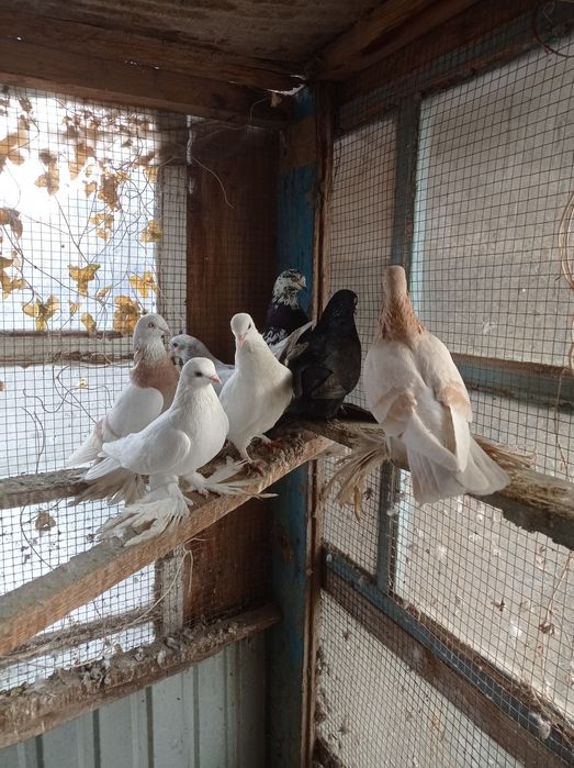 Голуби  молодежь