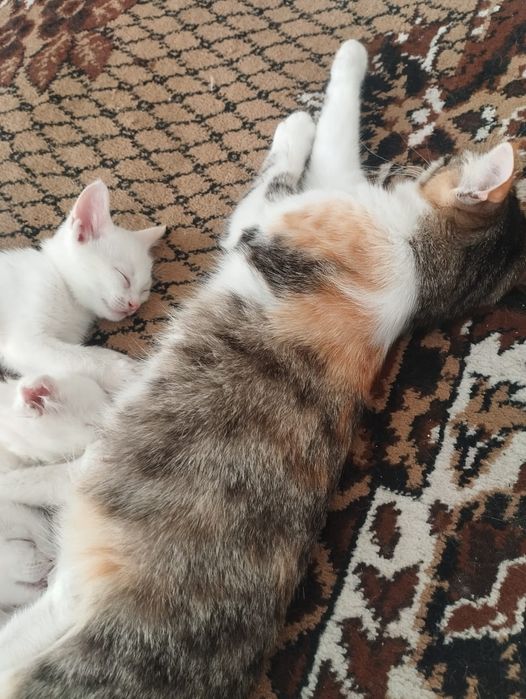 Котята, бесплатно