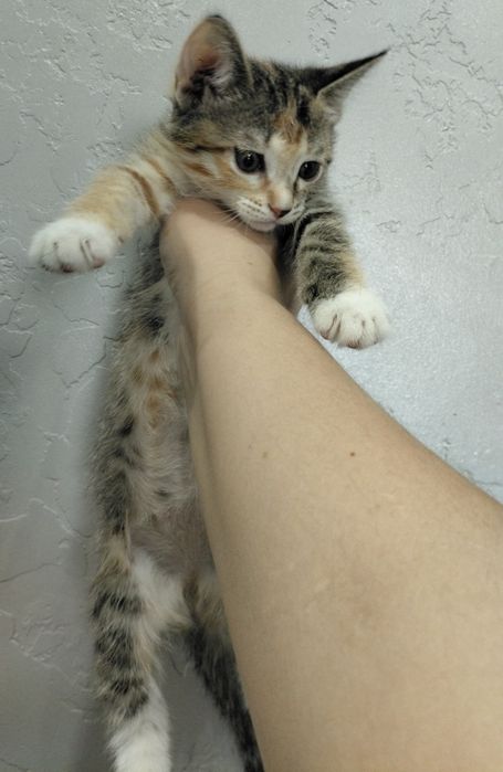 Отдам котят в добрые руки