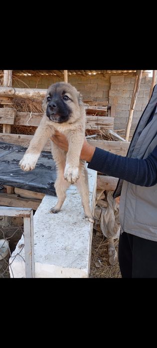 Choʻpon gidik sotiladi