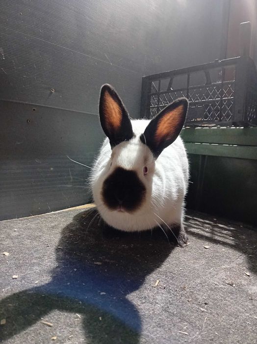 Зайци калифорнийци