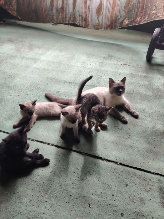 Отдам красивых котят