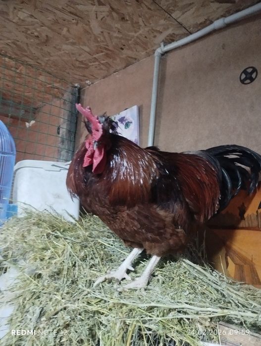 Петушки  молодые ,годовалые