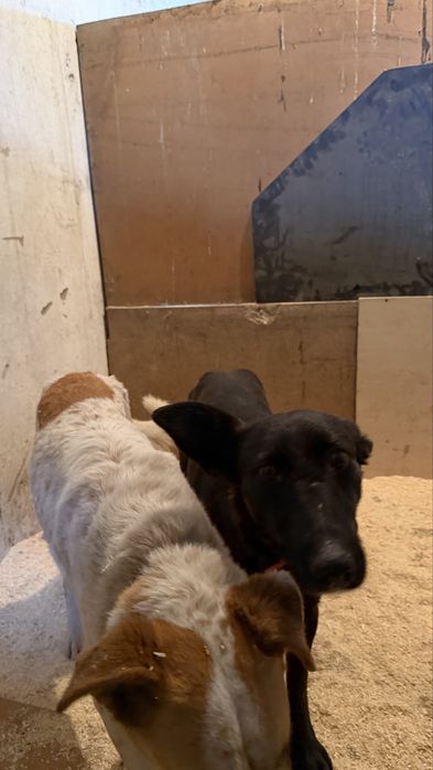 Две подружки на пристройство