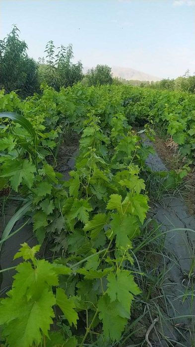 Кўчат Шредерники