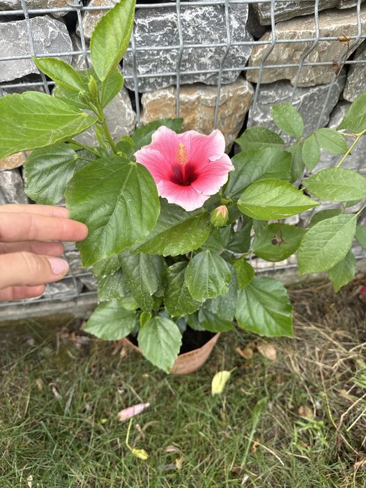 Flori la ghiveci ( trandafiri japonezi /leandri )