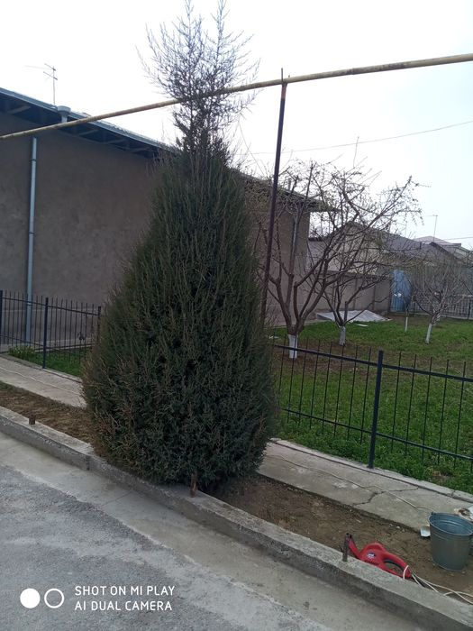 Archa kesish boshlandi