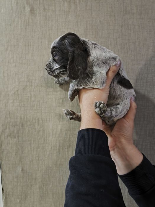 Продам щенков спаниеля .