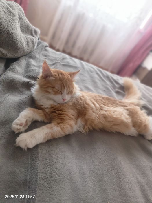 Отдам кошку 5 месяцев