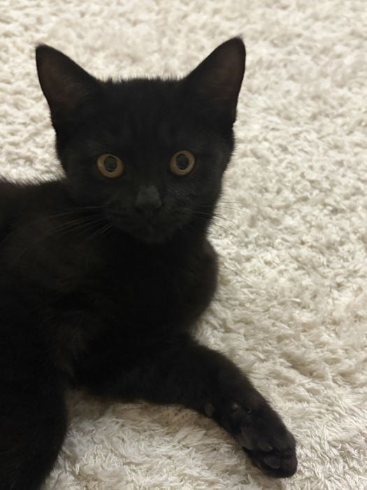 Котенок черного цвета  Мальчик