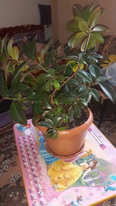 Комнатный цветок