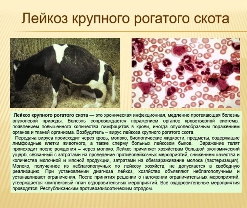 Ветеринар КРС ! МАЛ ДӘРІГЕРІ !