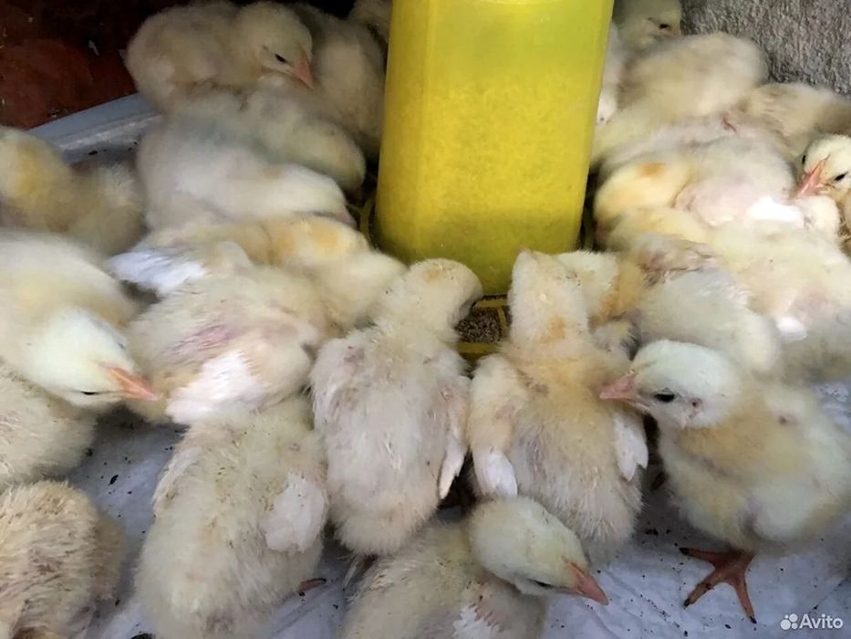 Продам подрощенного бройлера