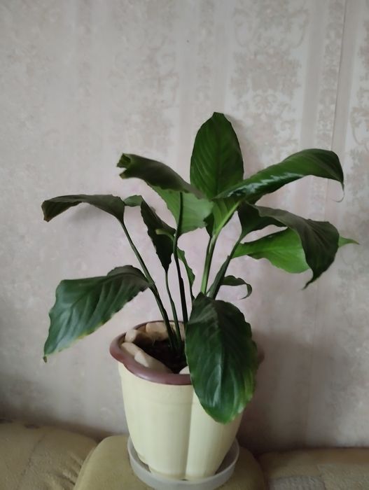 Баклажки 10 штук