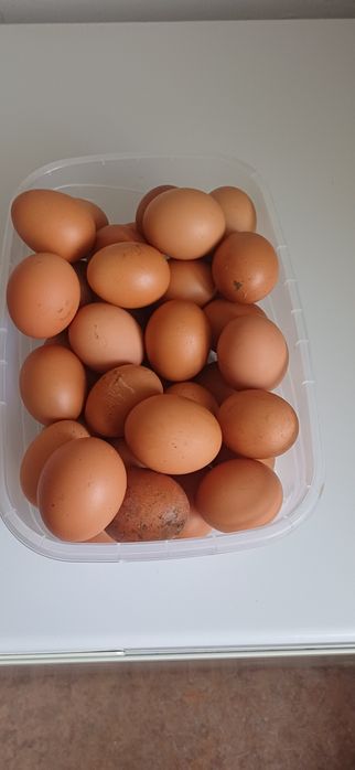 Продам яйцо куриное домашнее