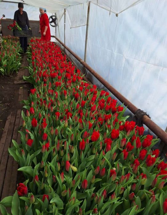 Тюльпаны оптом и в розницу.оптом тюльпаны.оптом голландские тюльпаны